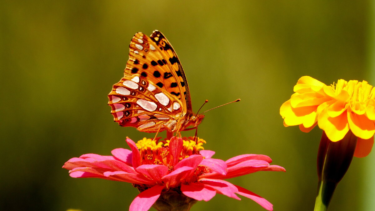 опять про бабочек...63 - Александр Прокудин опять про бабочек...63 - Александр Прокудин