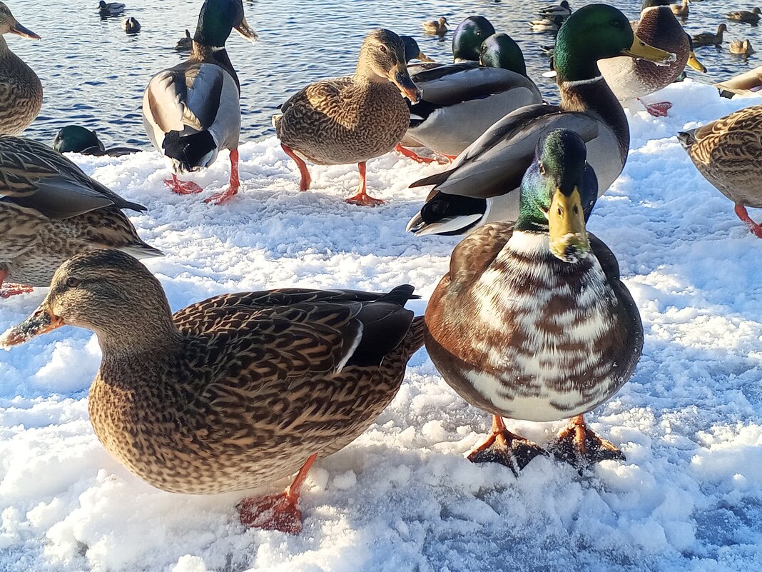 Утки - Сапсан Утки - Сапсан