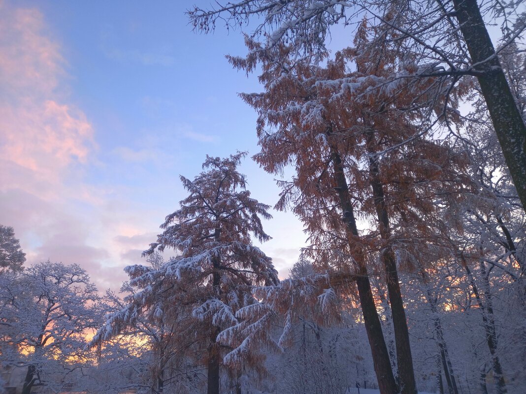 Лиственницы - Сапсан Лиственницы - Сапсан
