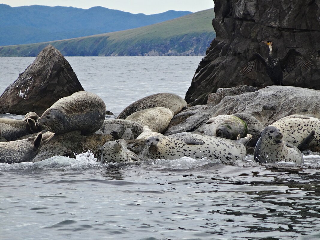 Нерпы - Лидия Бусурина