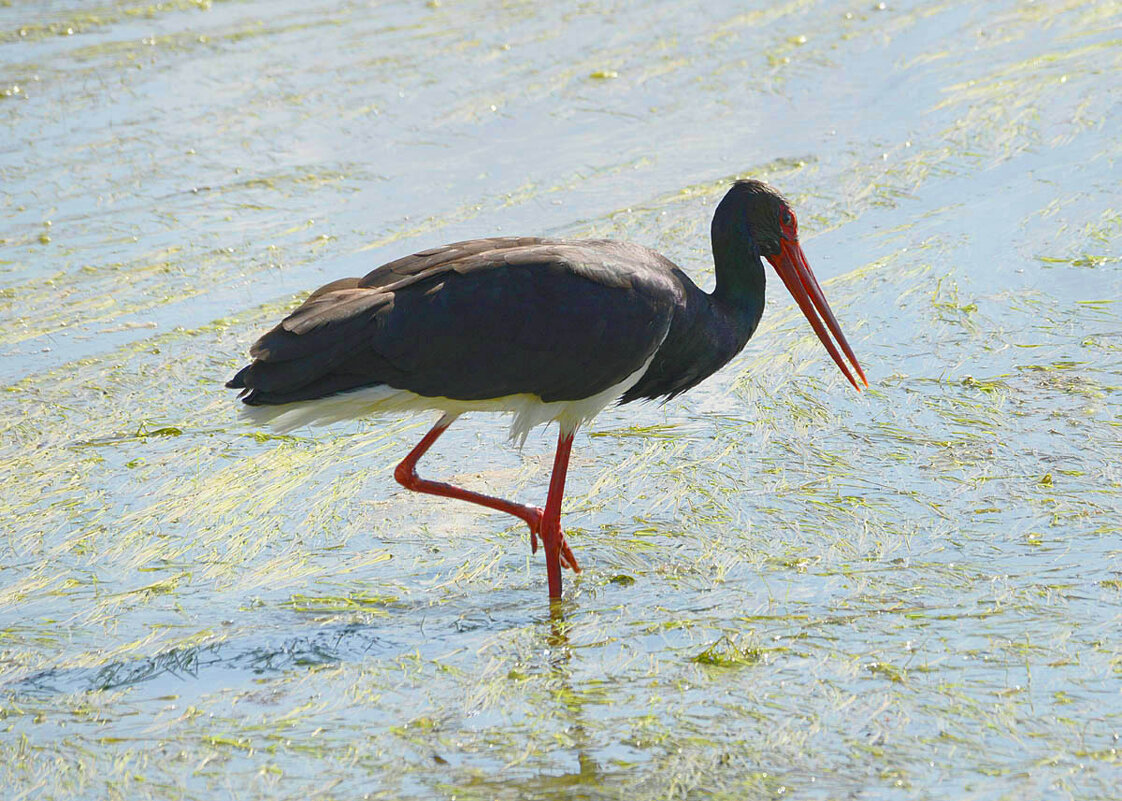 Лягушатник - Михаил Белоусов