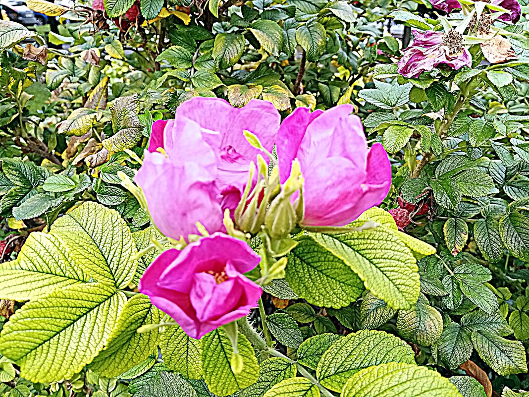 Цветы. - Владимир Драгунский Цветы. - Владимир Драгунский