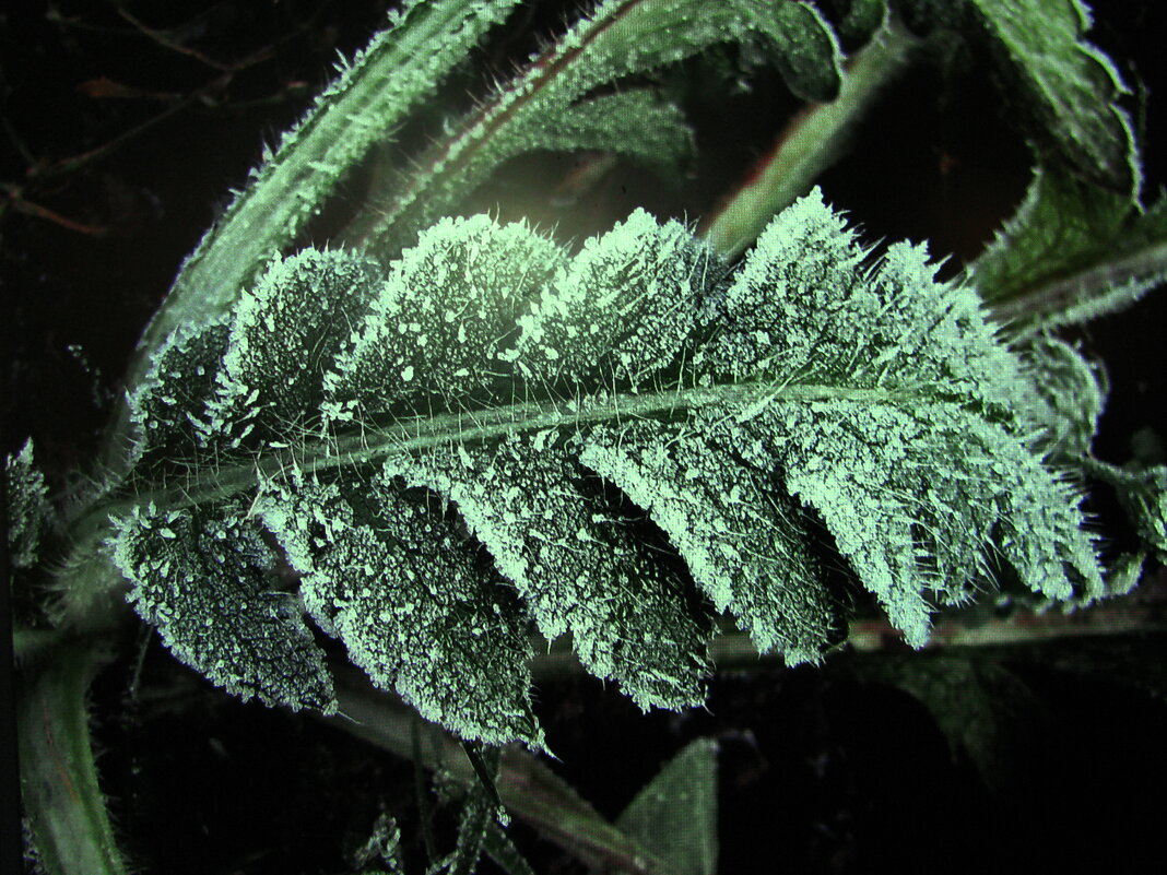 Мороз украсил - Людмила Смородинская