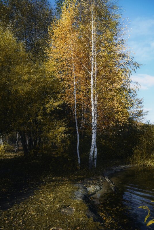 Нежная берёза в золотую осень - Анастасия Ильина