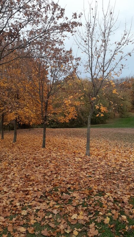 Совсем недавно была золотая осень. - Елена Семигина