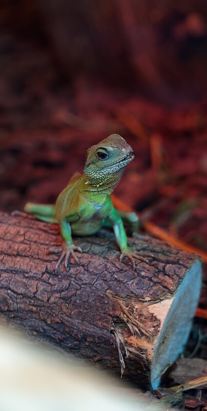 Ящер дикий - Вячеслав Алтай