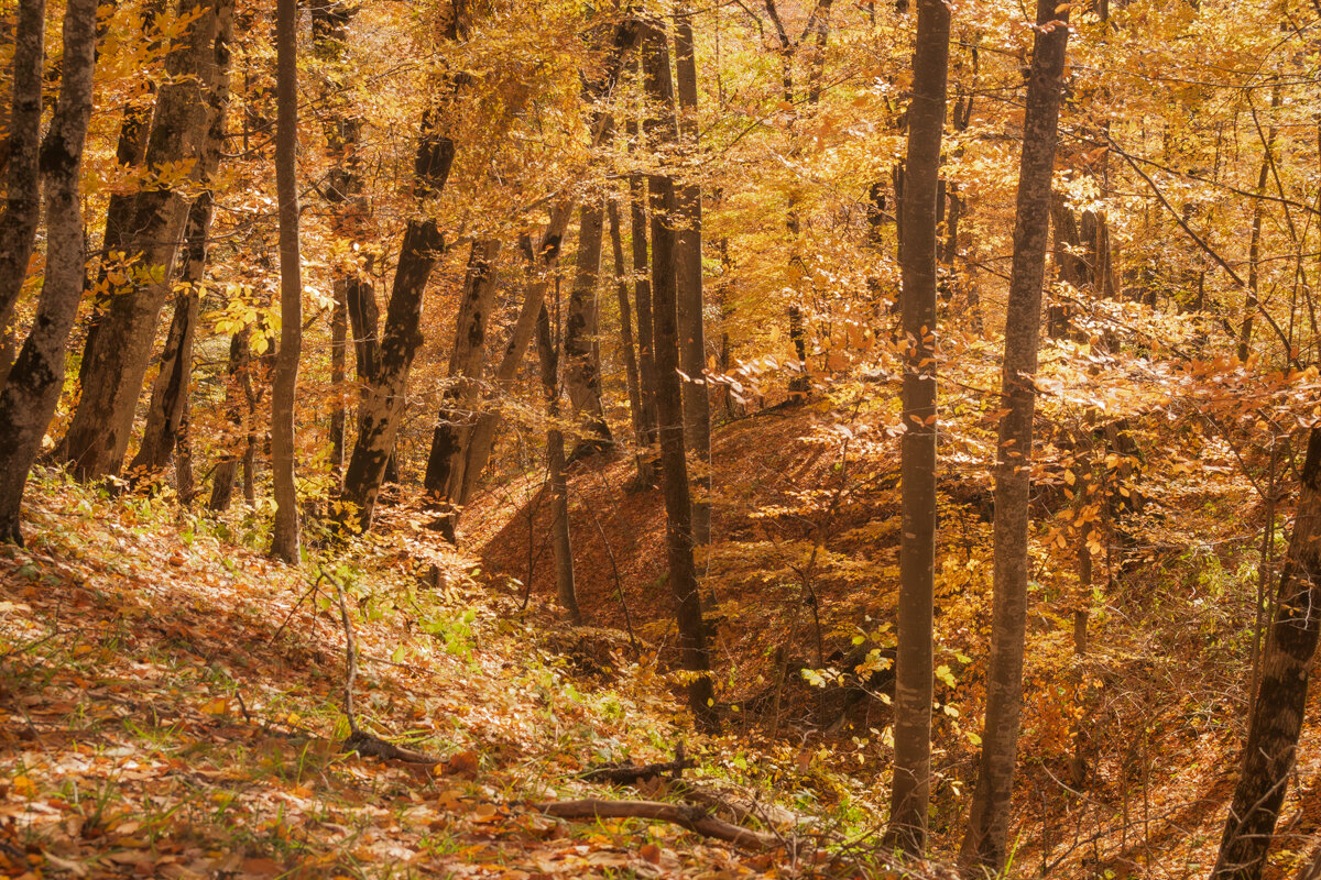 9 ноября 2024 Подъем на гору - Игорь Сикорский