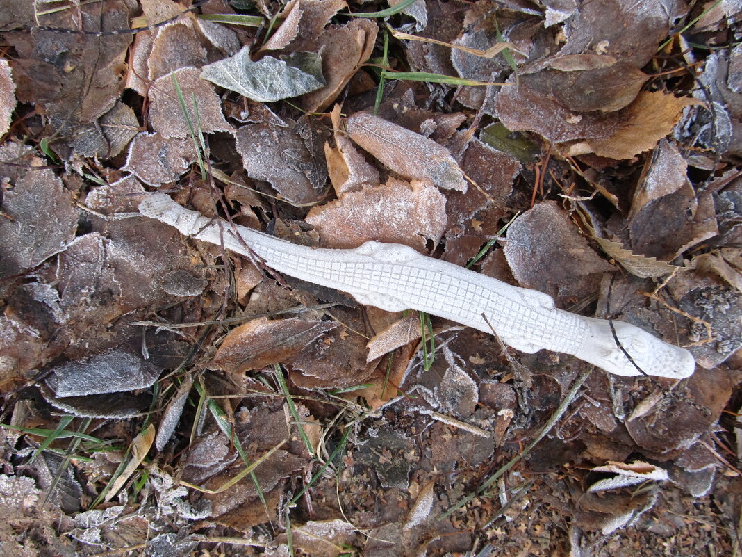 ........... - Елена Шаламова