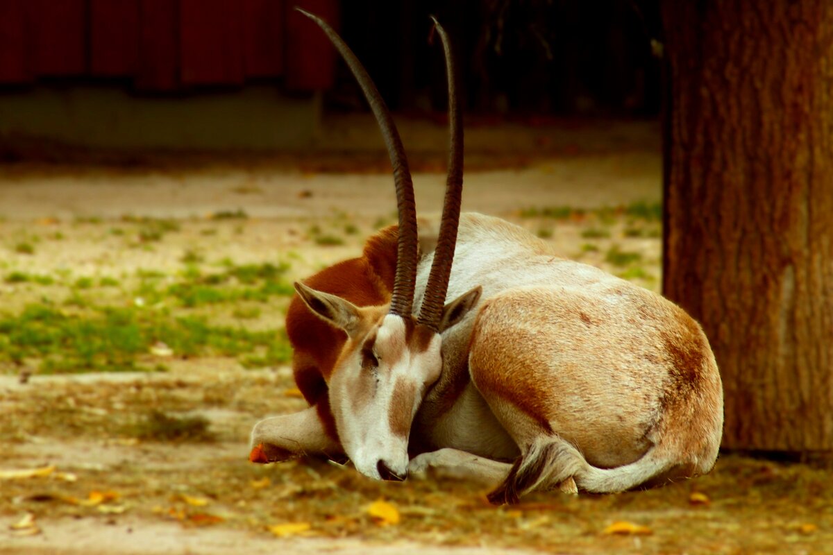 Сон - Юрий. Шмаков Сон - Юрий. Шмаков
