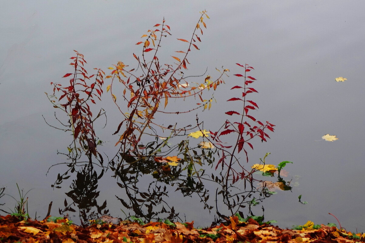 Осенний этюд - Рита Симонова