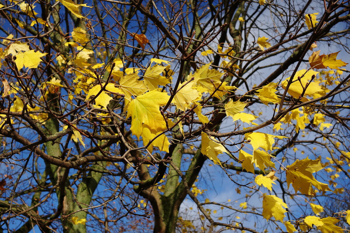 Осенний этюд - Рита Симонова Осенний этюд - Рита Симонова