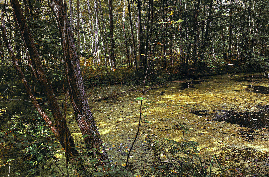 Лесное болото - Владимир Башко