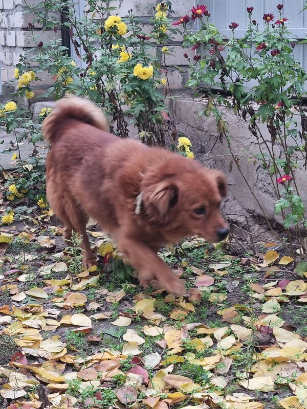 Обход вверенной территории :) - Наталья 