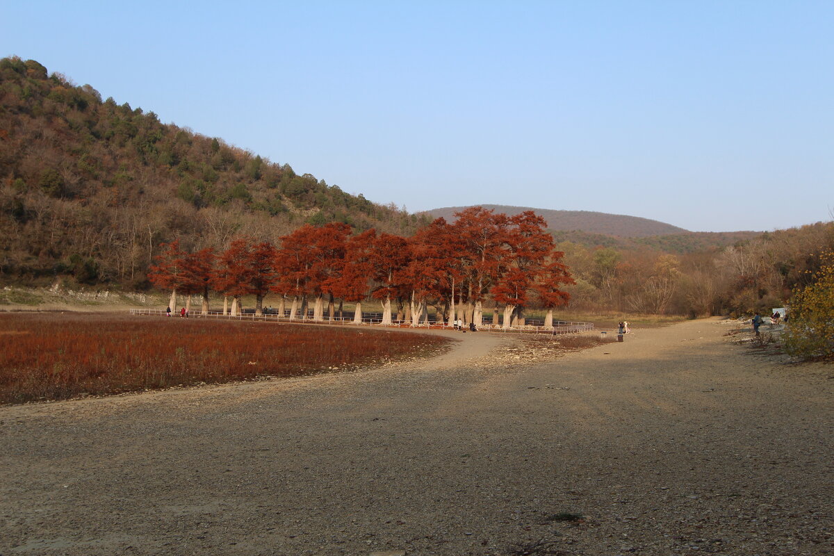 Анапа, пос. Сукко, кипарисы. - Екатерина Леш