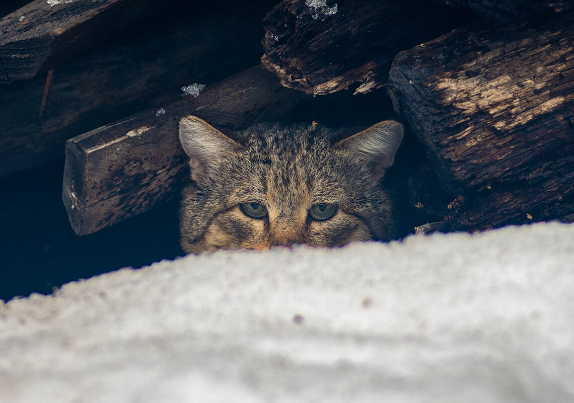 Федька - Владимир Иванович