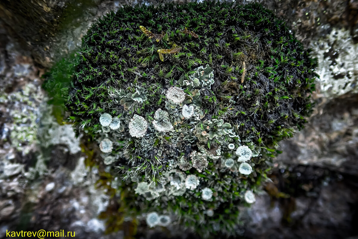 ЛИШАЙНИКИ - HART BAD