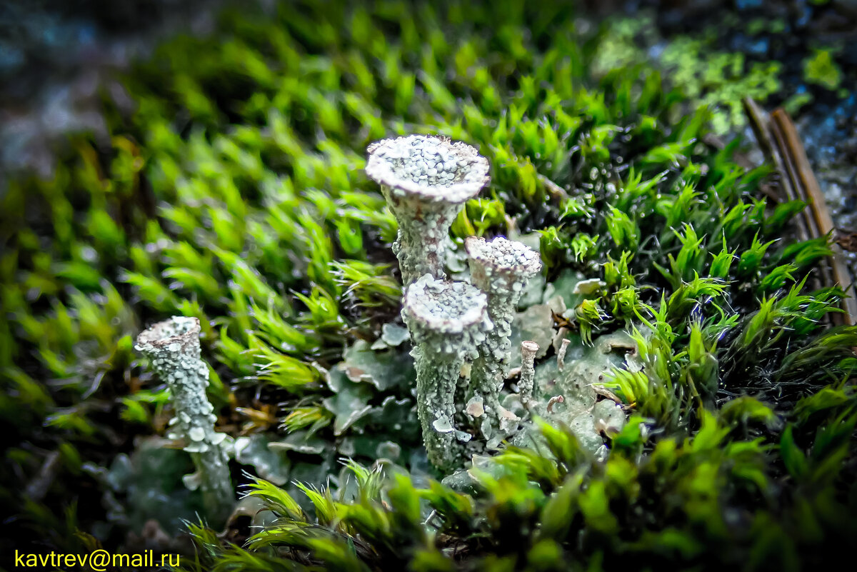 ЛИШАЙНИКИ - HART BAD