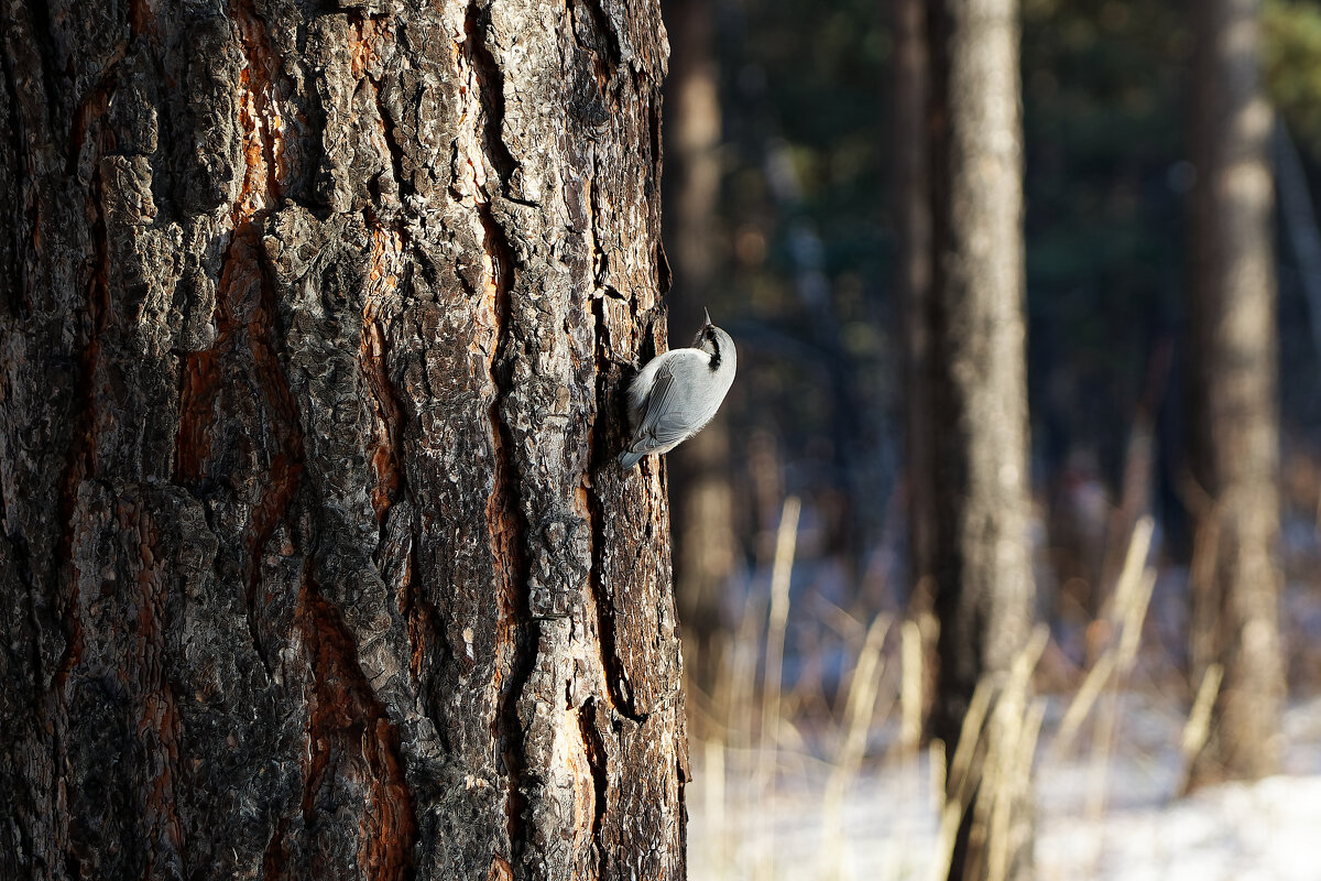 Поползень - Вячеслав Алтай