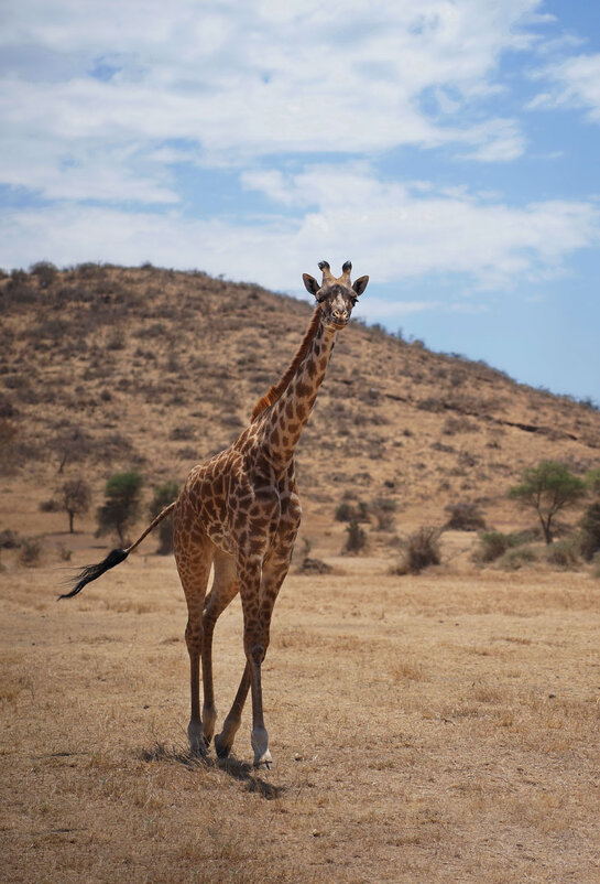 Жирафёнок - Liliya 