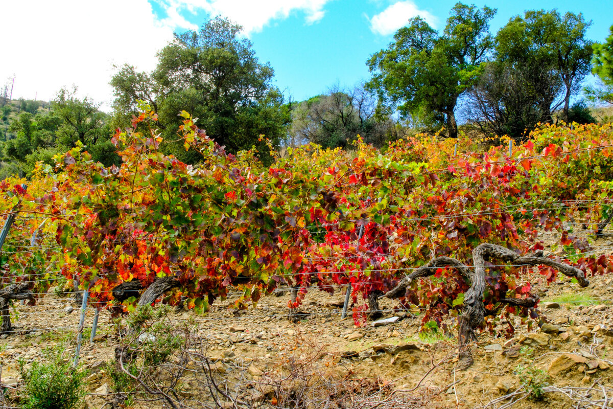 Виноградники краснеют - Георгий А