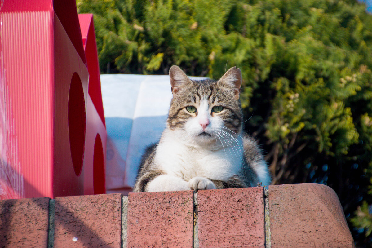 Самый главный - Максим 