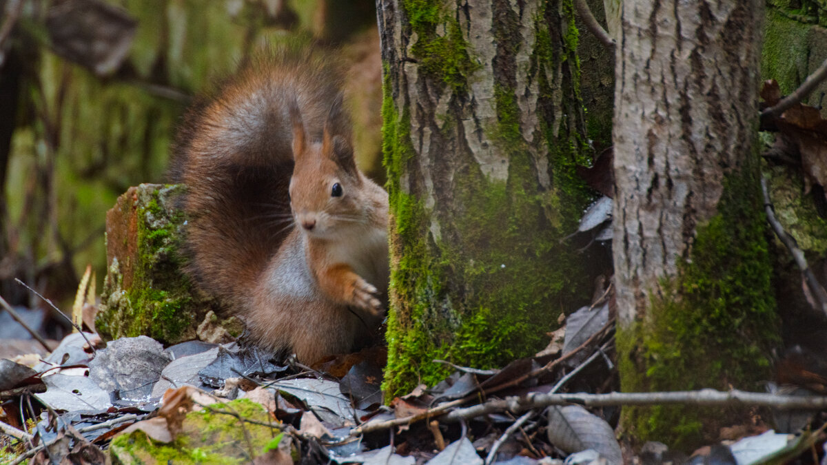 белка - Сергей Владимирович Егоров