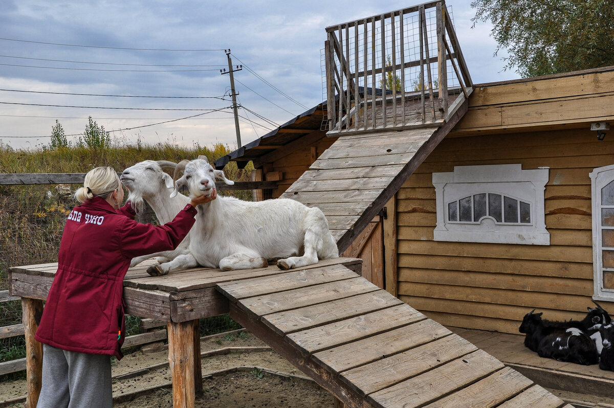 Неразлучники - Татьяна Машошина Неразлучники - Татьяна Машошина