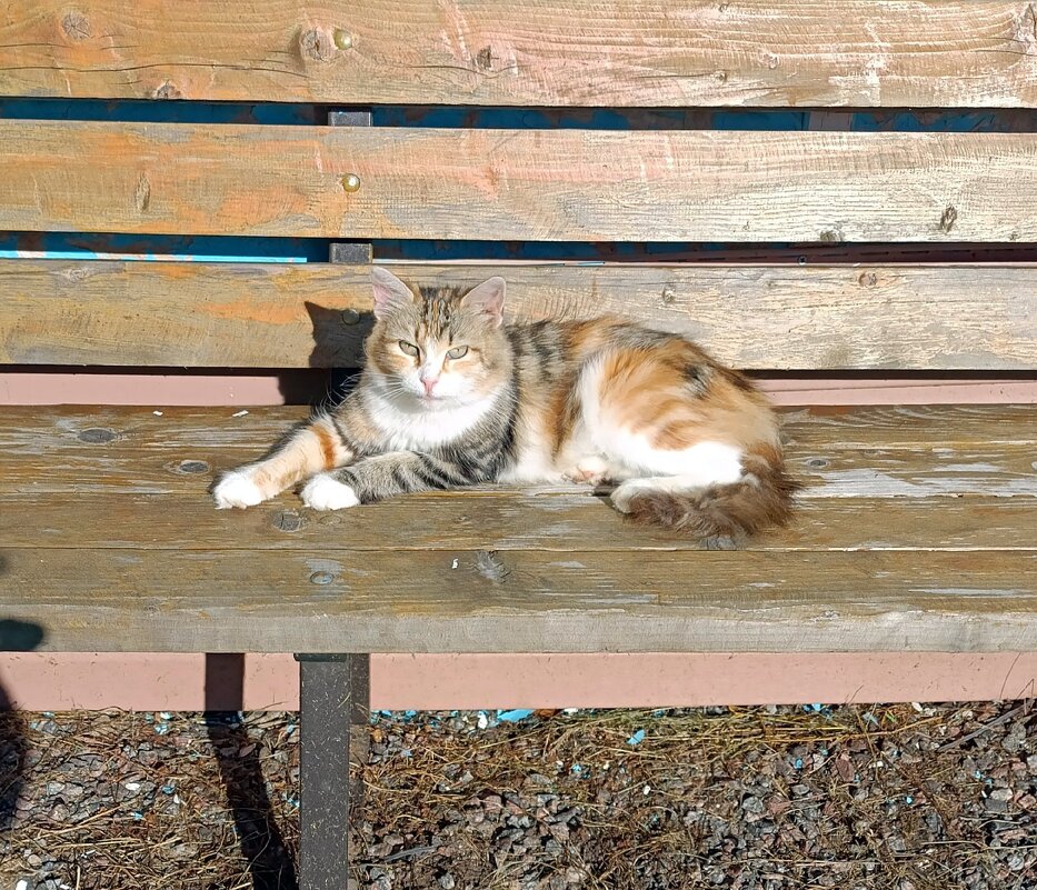 Гостья отдыхает. - Ирина ***