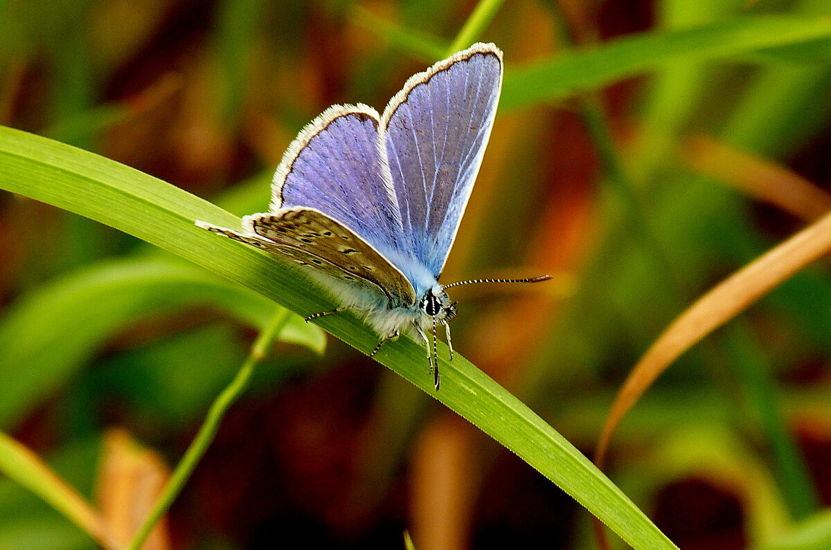 опять про бабочек...69 - Александр Прокудин