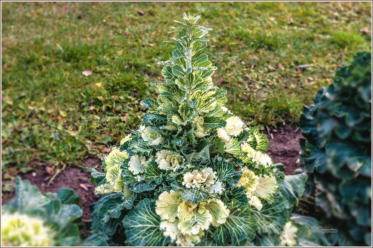 Про капусту... - Aquarius - Сергей