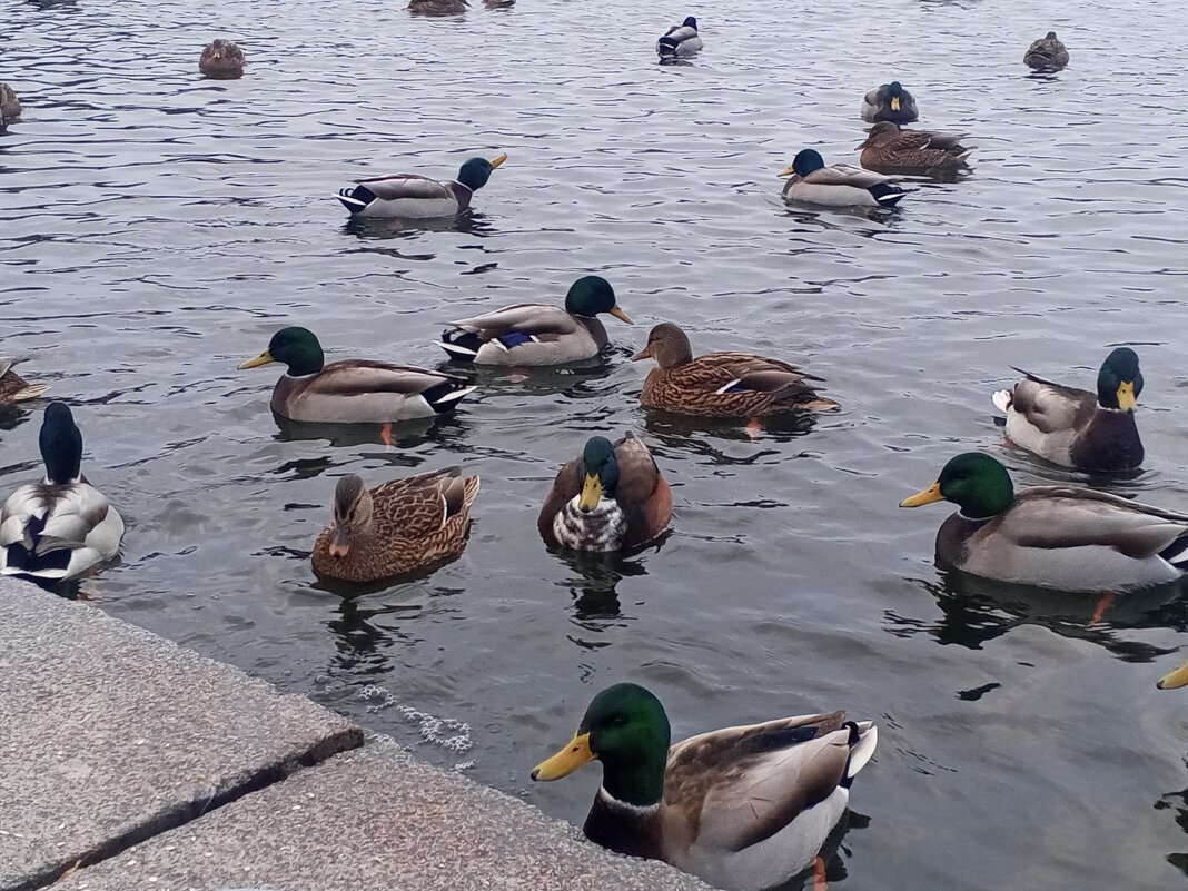 Утки - Сапсан 