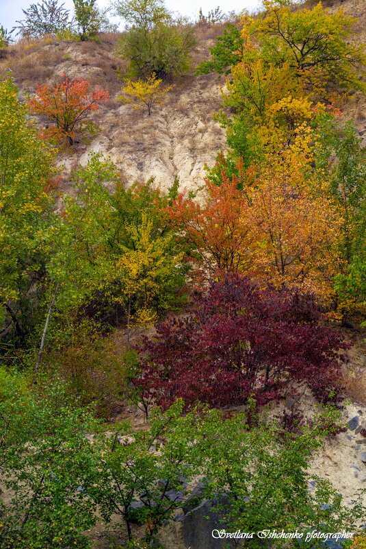 Осень - Светлана Ищенко Осень - Светлана Ищенко