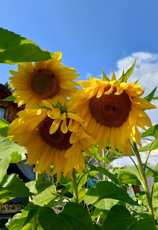 Смущаются - Ален Янн 