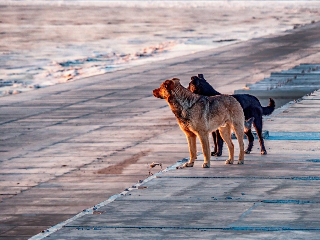 Рекс и Сэм. Папа с сыном, смотрят закат над Амуром - Игорь Волков Рекс и Сэм. Папа с сыном, смотрят закат над Амуром - Игорь Волков
