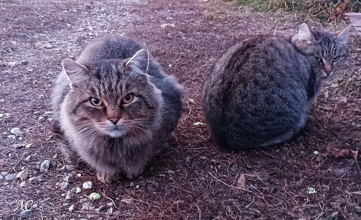 Вася с Алисой после размолвки - Любовь Сахарова