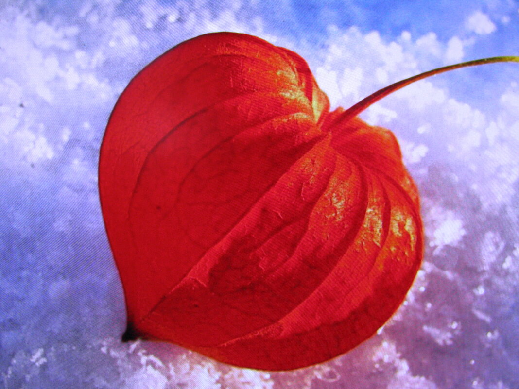 Фонарик в снегу - Людмила Смородинская Фонарик в снегу - Людмила Смородинская