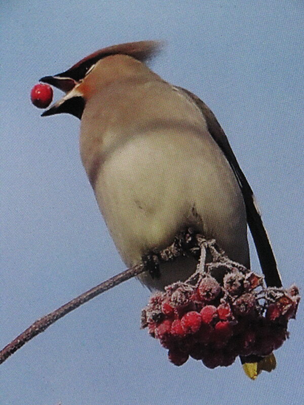Так вкусно - Людмила Смородинская