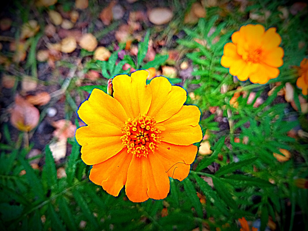 Цветы. - Владимир Драгунский