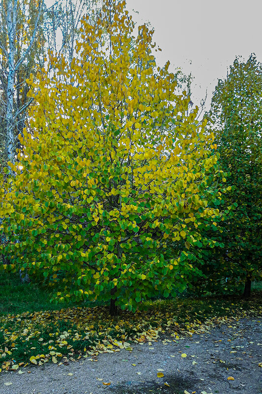 Осеннее - Варвара Осеннее - Варвара