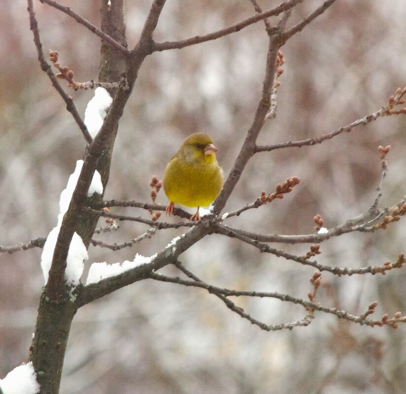 Лесная певунья - - Юрий Куликов