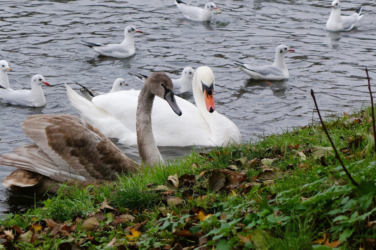 Лебеди в городе - Рита Симонова