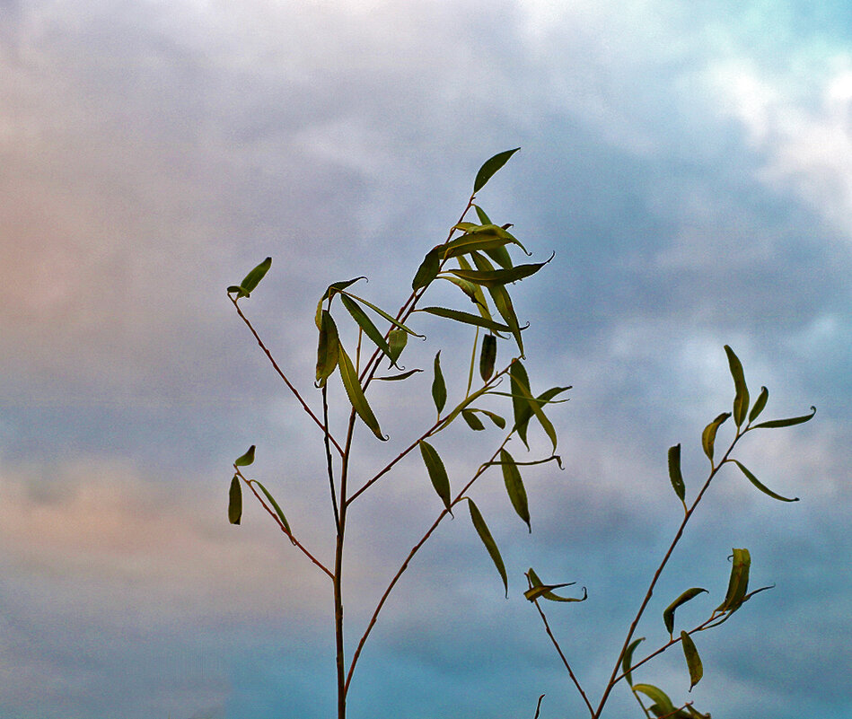 Последние, задержавшиеся - Светлана 