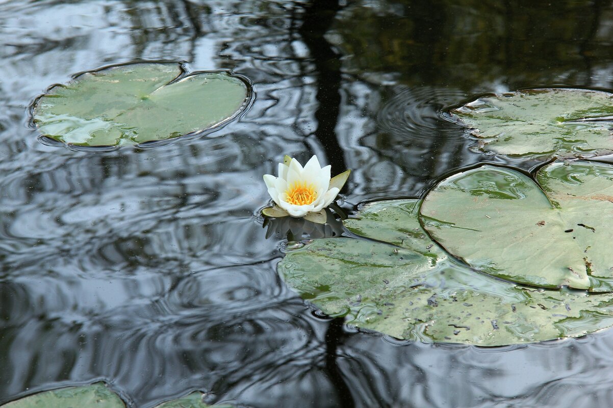 Лилия. - Сергей Рожков