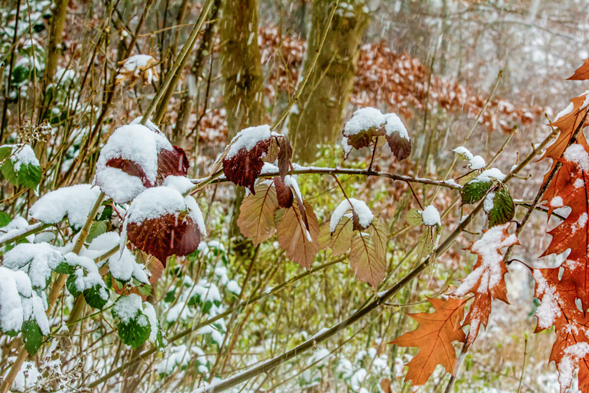 Поздняя осень. - Lucy Schneider 