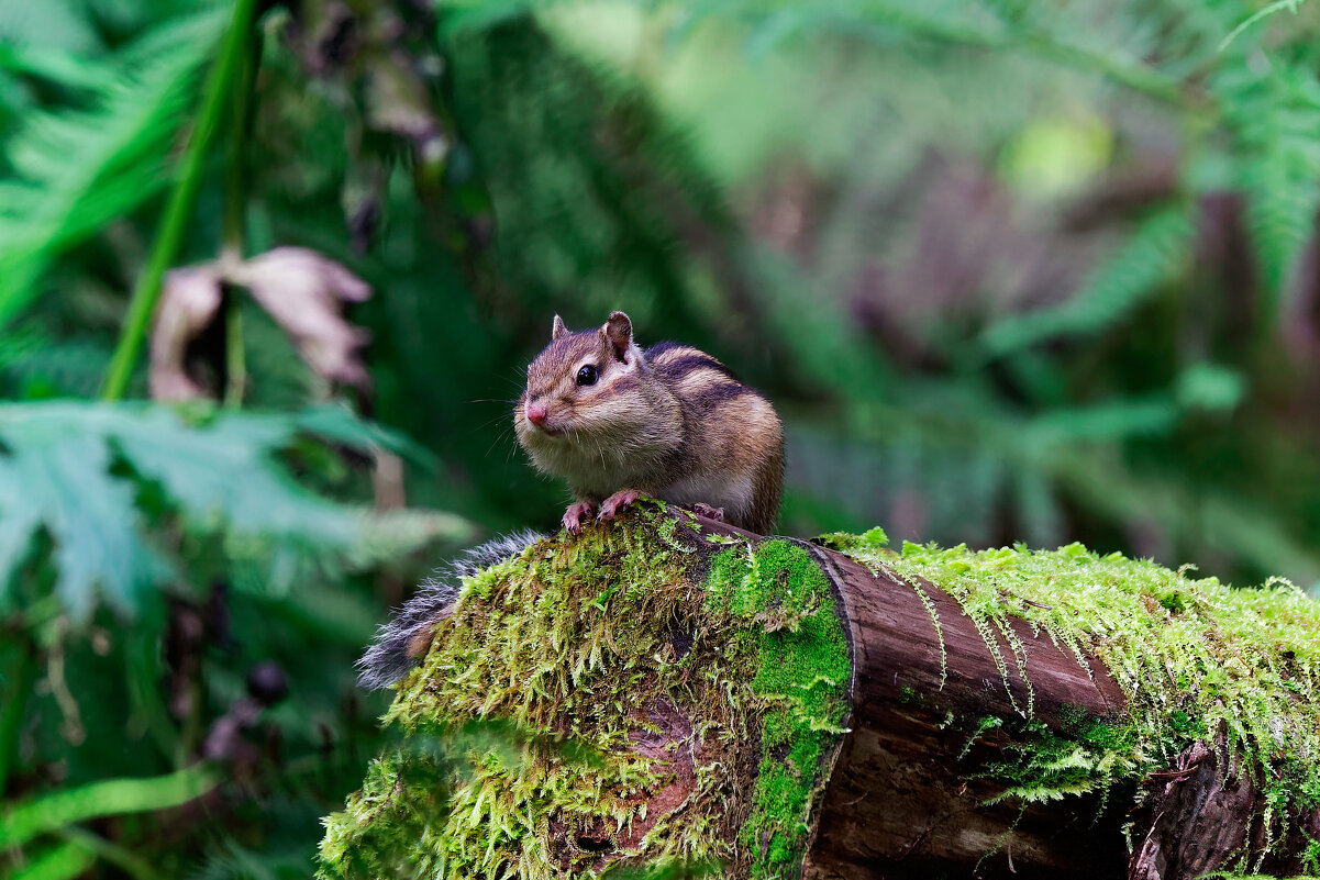 Устал - отдохни! - Вячеслав Алтай
