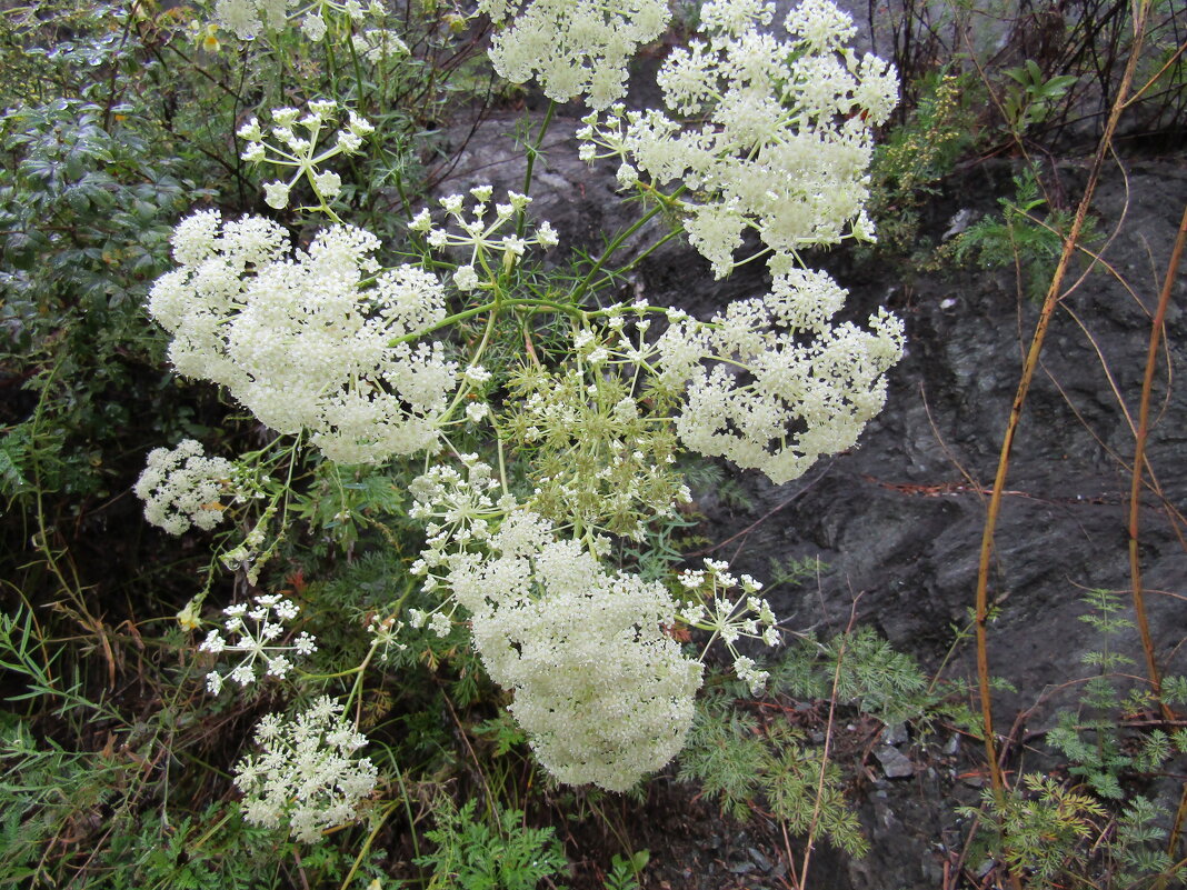 Болиголов пятнистый (Омег) - Galaelina ***