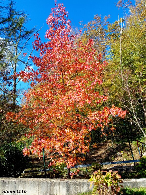 Адлер. Скайпарк - Нина Бутко Адлер. Скайпарк - Нина Бутко