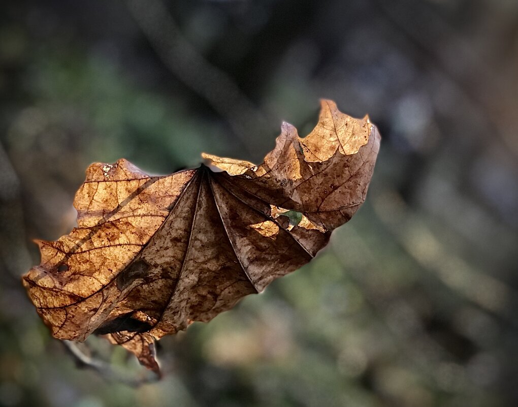 Кусочек уходящей осени… - Любовь 