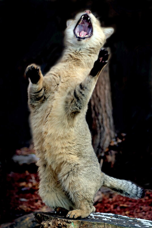 Камышовый - Михаил Бибичков