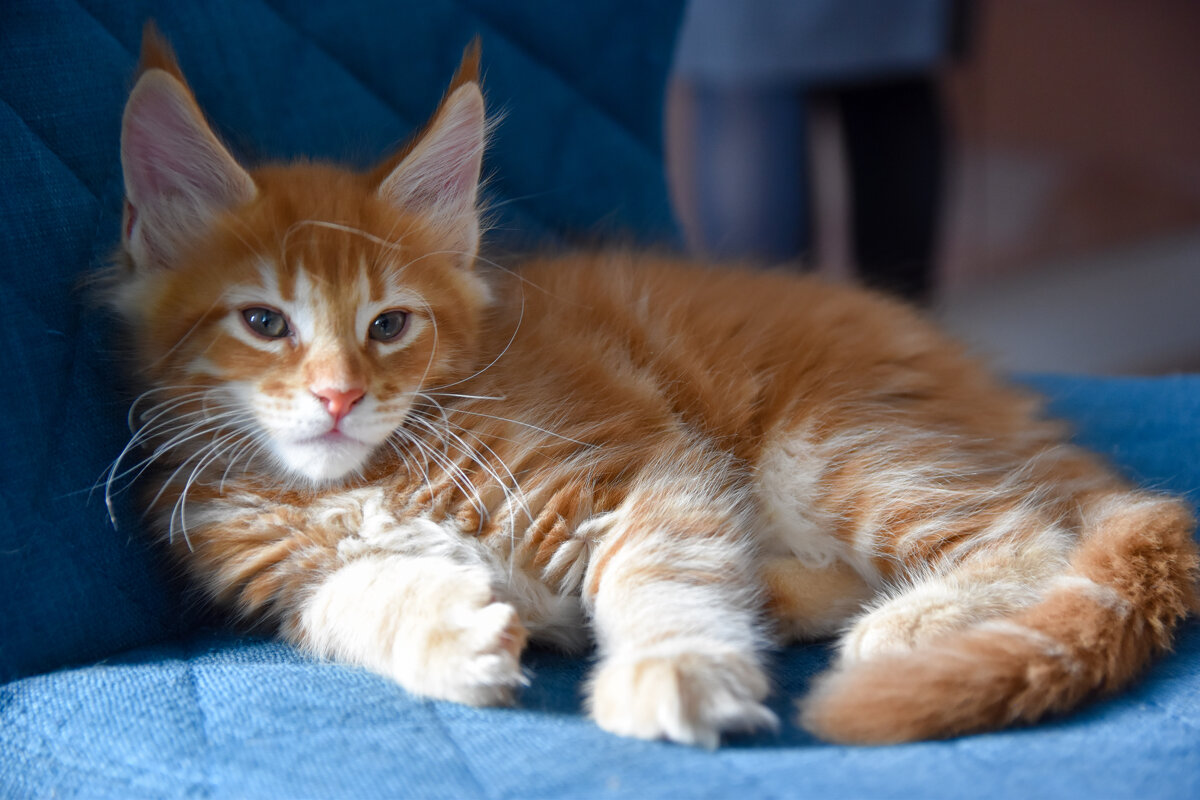 Харитон - Владимир Звягин